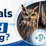 What Animals Have Good Hearing?